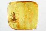Very Detailed Fossil Cricket (Gryllidae) In Baltic Amber #330720-2